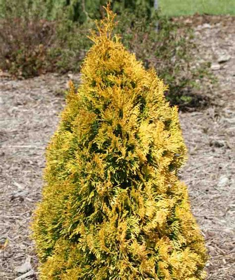 The Role of Filips Magical Arborvitae in Traditional Medicine